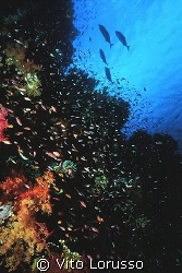 Reef by Vito Lorusso 